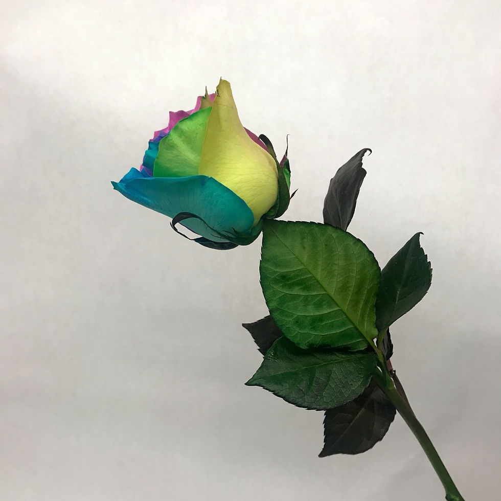 Thumbnail: Rainbow roses