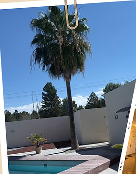 Piscina y palmera del American Inn Hotel & Suites en Delicias, Chihuahua