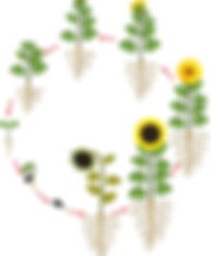 sunflower transition art.jpeg