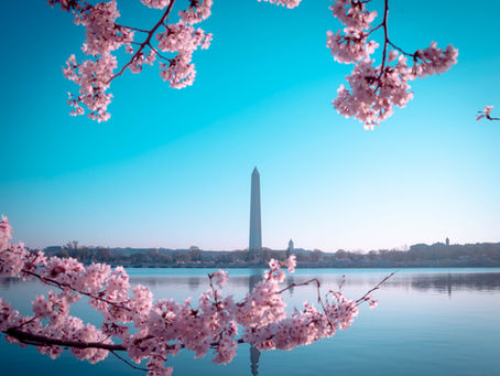 Cherry Blossom Season in DC: The Complete Guide to Viewing, Activities & Happy Hours