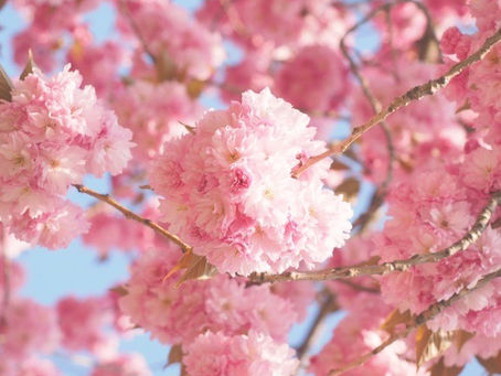 桜のおたより〜木花咲耶姫との出会い①〜