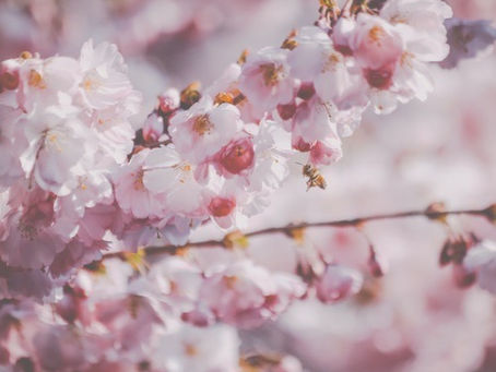 桜のおたより〜養護教諭から、ヒーラーになるまでの奇跡③〜