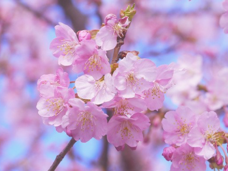 桜のおたより〜自分の命も愛する人と同じように大切なんだ〜