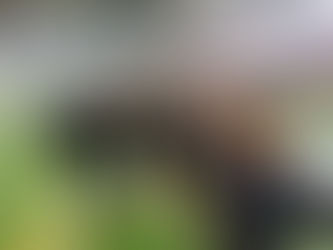 Un week-end exceptionnel pour les équipes des Neptunes !