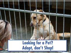 Looking for a Pet? Adopt, don’t Shop!