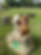 board-and-train-atlanta-place-command-goldendoodle-right-tree.png