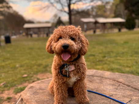 Atlanta Dog Training Tip: Effective Puppy Training Programs for Your Dog's Success