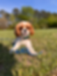atlanta-puppy-training-cavalier-spaniel-right-tree.png