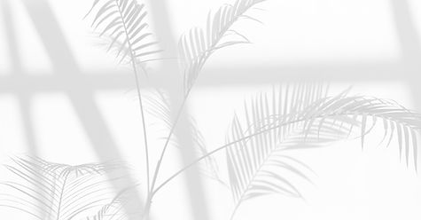 House Plant_edited.jpg