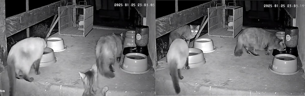 Crédito da foto:Divulgação