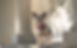 IMG_0025.PNG