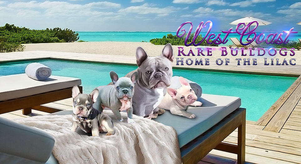West Coast Rare Bulldogs Vancouver - Lilac French Bulldogs