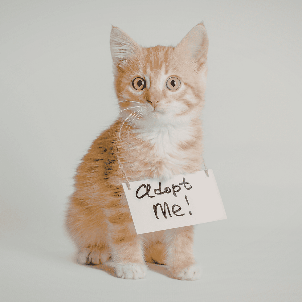 What Adopt a Cat Month Means