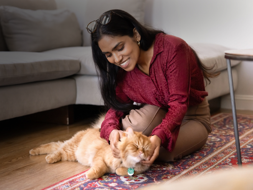 What To Expect From a Professional Cat Sitter