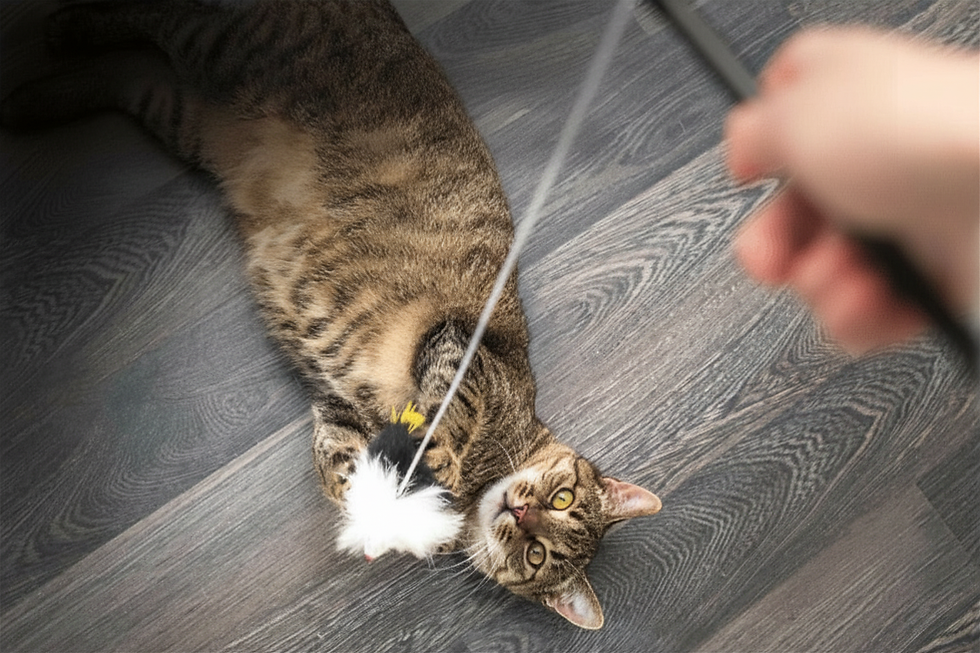 5 Ways To Celebrate National Pet Month With Your Cat