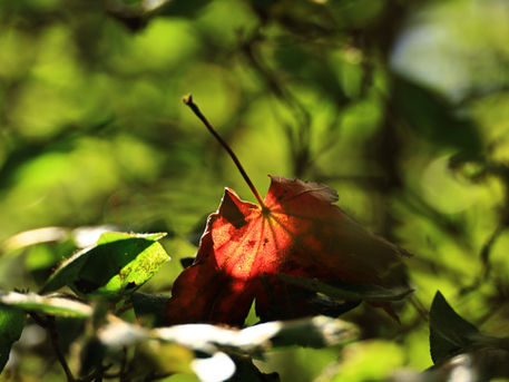 秋の那須平成の森　2024/10/15