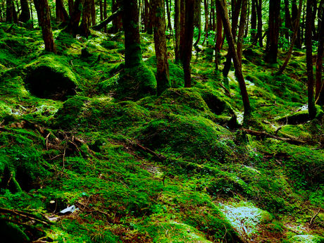 北八ツの秋の気配-白駒池 2023/09/20