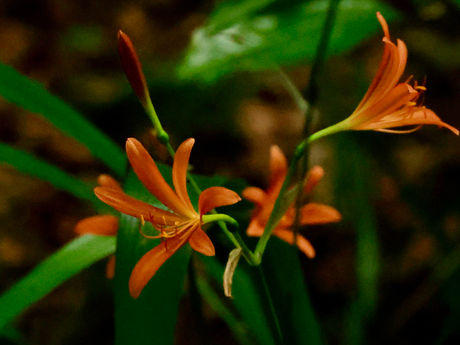 毎月歩く高尾山-8月 2022/08/12