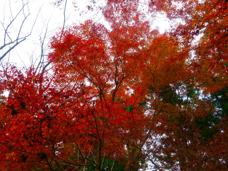 毎月歩く高尾山-11月　2016.11/21