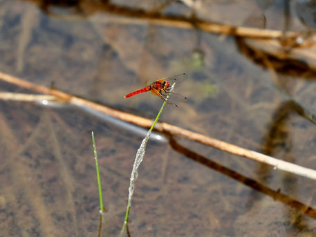 南会津湿原巡り/駒止湿原〜宮床湿原　2022/06/20