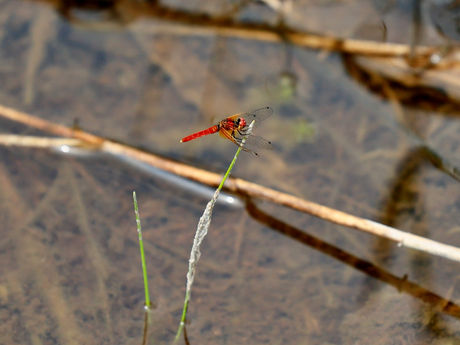 南会津湿原巡り/駒止湿原〜宮床湿原 2022/06/20