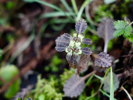 毎月歩く高尾山-3月 2024/03/04(月)