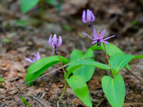 刈羽三山-3/刈羽黒姫山 2022/05/18