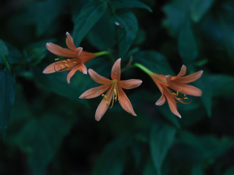 日影沢から高尾山 2023/08/19