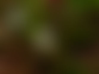 毎月歩く高尾山-4月 2022/04/08