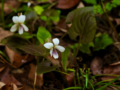 毎月歩く高尾山-4月 2022/04/08