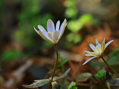 小石川植物園 2026/02/23