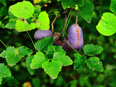 毎月歩く高尾山-10月 2025/10/25