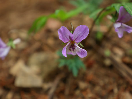 小下沢から高尾山へ 2023/04/06