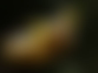 桐生・屋敷山のミツマタ群生地 2022/03/28