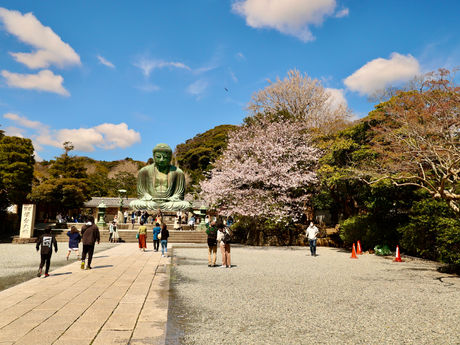 鎌倉・葛原岡〜大仏へ 2022/04/05