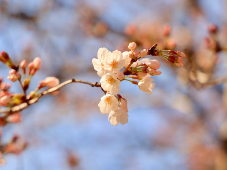 春真っ盛りの公園散歩 2022/03/24