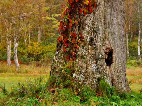 カヤの平で紅葉に染まる! 2022/10/11~12