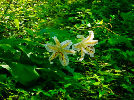 クルマユリ咲く猛暑の高尾山 2023/07/16