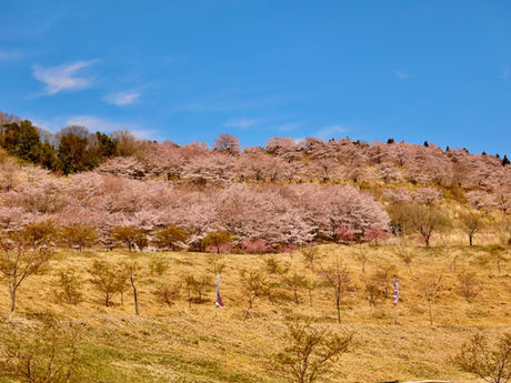 奥武蔵・虎山の桜 2022/04/01