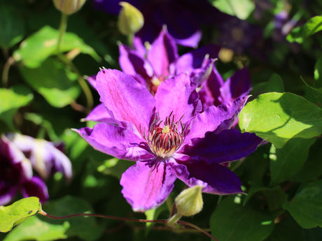 筑波実験植物園に行ってみた 2022/05/03
