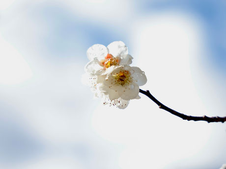 毎月歩く高尾山-2月 2024/02/26