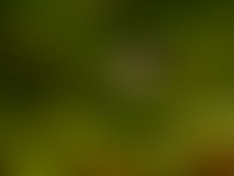 カモメラン咲く三ツ峠山 2023/06/20