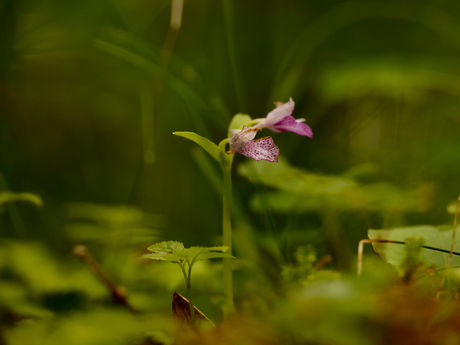カモメラン咲く三ツ峠山 2023/06/20
