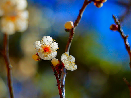 春が来ています!関八洲見晴台 2022/02/25