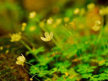 再び裏筑波山へ　2021/05/12