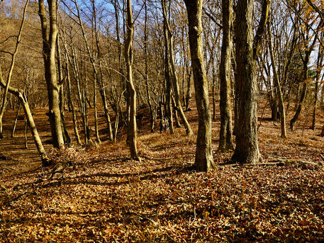 奥多摩・浅間嶺で富士山を見る！　2020/12/08