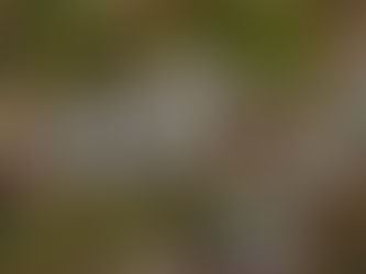 春が来た!星野のセツブンソウ 2022/02/28