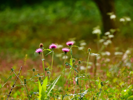 秋川丘陵・五日市高尾山〜網代城山 2022/10/27