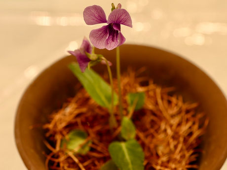 スミレ展に行ってみました! 2022/04/03