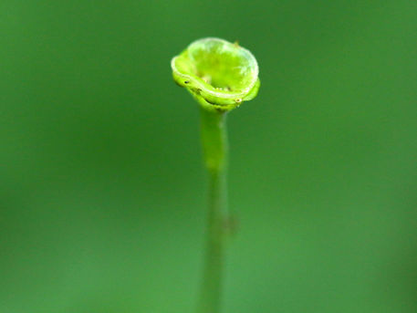奥高尾・日影沢から陣馬山往復　2016.05/07